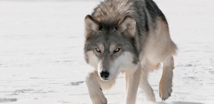 Six Tribes Sue Wisconsin In An Effort To Stop The November Wolf Hunt