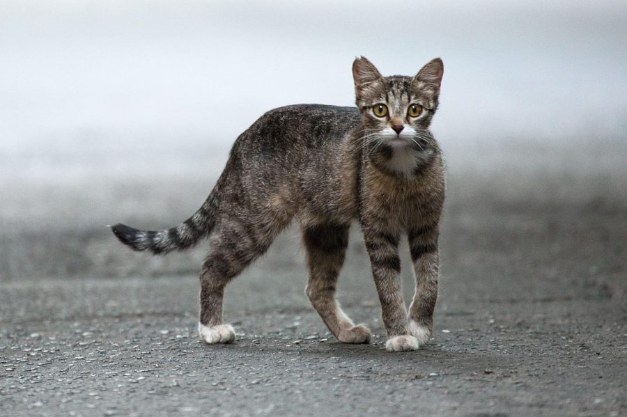 What is the Difference Between Stray and Feral Cats?