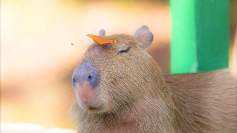 Is It a Pig? Is It a Dog? No, It’s a Capybara!