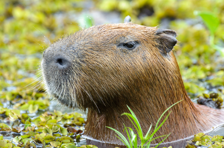 Is It a Pig? Is It a Dog? No, It’s a Capybara! – HHS Soaring Eagle