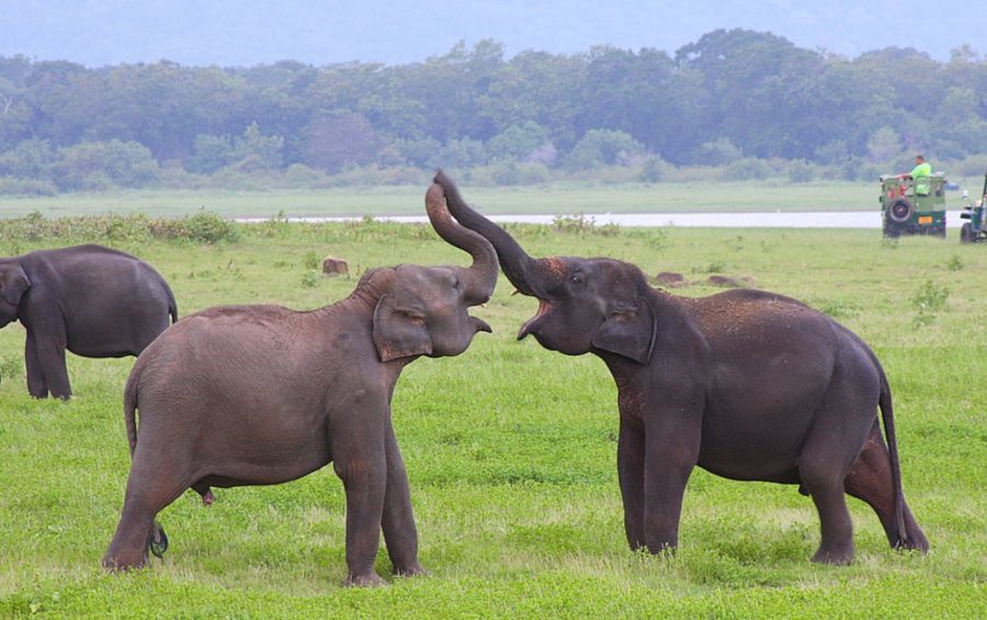 All About The Largest Land Animal: The Elephant