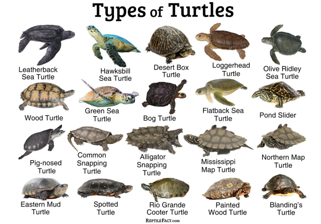 Как по английски будет черепаха. Морская черепаха классификация. Черепахи разных видов. Виды черепах названия. Пресмыкающиеся черепахи.