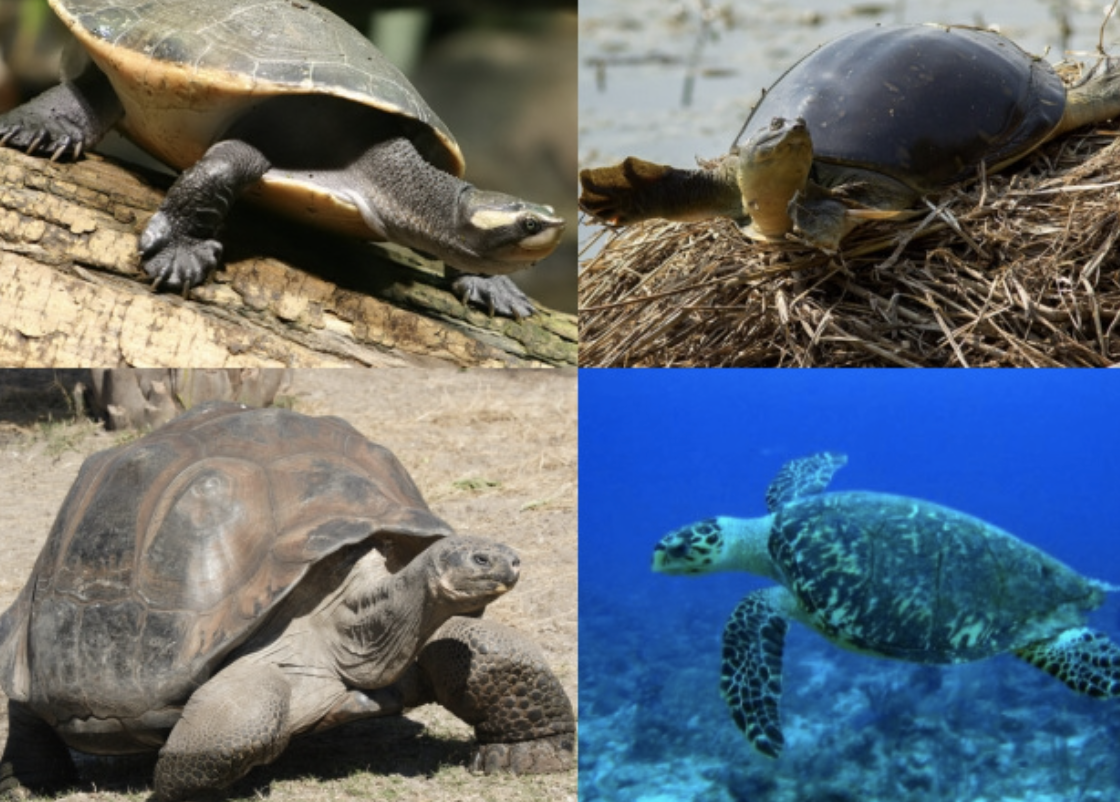 Getting to Know Turtles – HHS Soaring Eagle