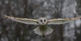 Owls: Whoose Hoo?