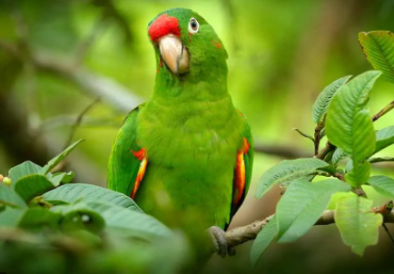 Why Parrots Are More Than Just “Talking Birds”