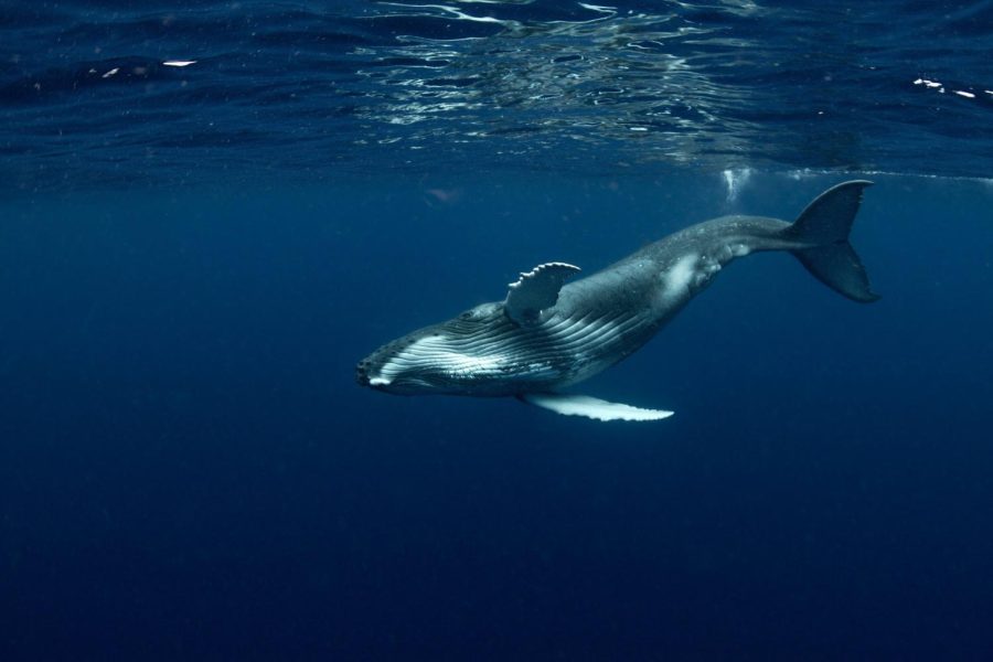 Interesting+Facts+on+the+Blue+Whale