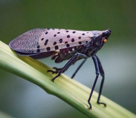 The Spotted Lanternfly Takes Over