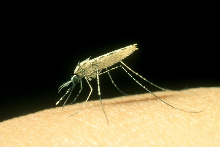 Cases+of+Malaria+Rising+in+Africa+due+to+an+Invasive+Mosquito