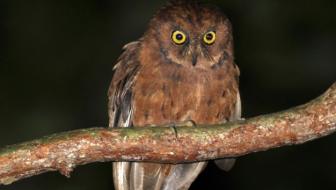 Newly discovered Owl Species (Principe Scops-Owl)