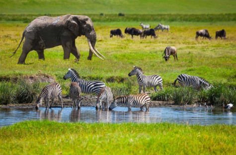 Africas Animals are at Risk