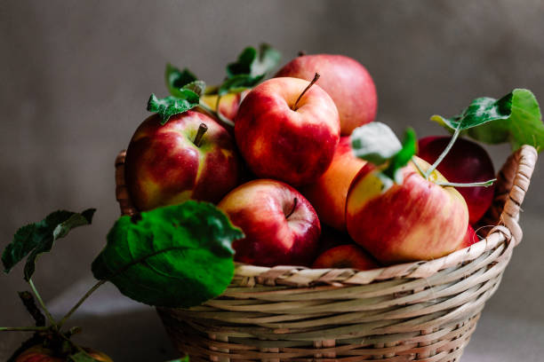 Freshly picked red apples from an apple tree in a wicker basket