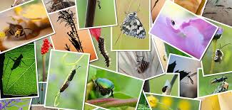How To Identify Local Dangerous Insects