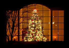 Branching Out: The Surprising Story of Our Favorite Holiday Evergreen